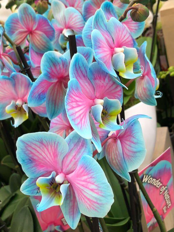 Twilight Whispers Floral Embrace